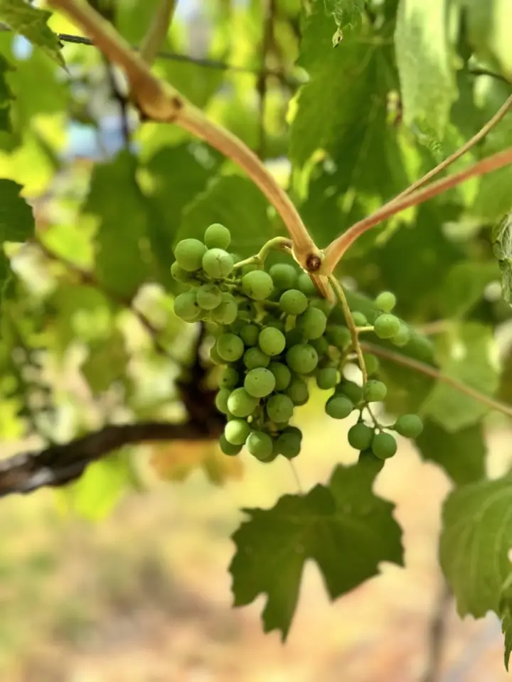 Grapes ripening on the vine in the Yarra Valley
